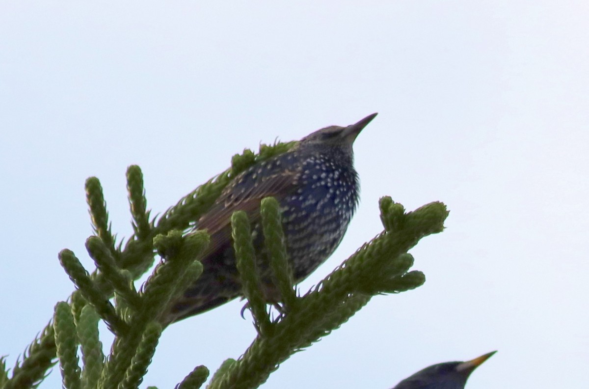 European Starling - ML646119626