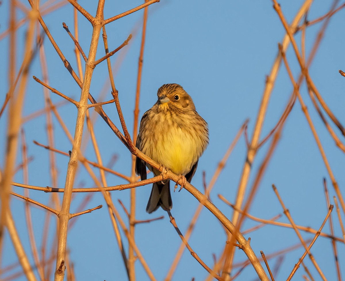 Yellowhammer - ML646119629