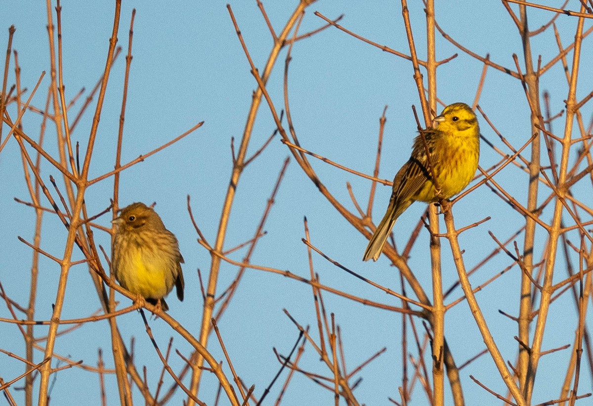 Yellowhammer - ML646119630