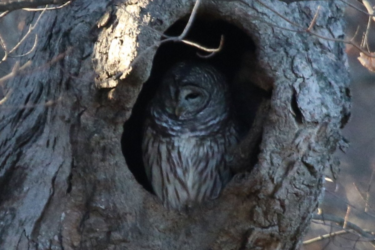 Сова неоарктична - ML646119634