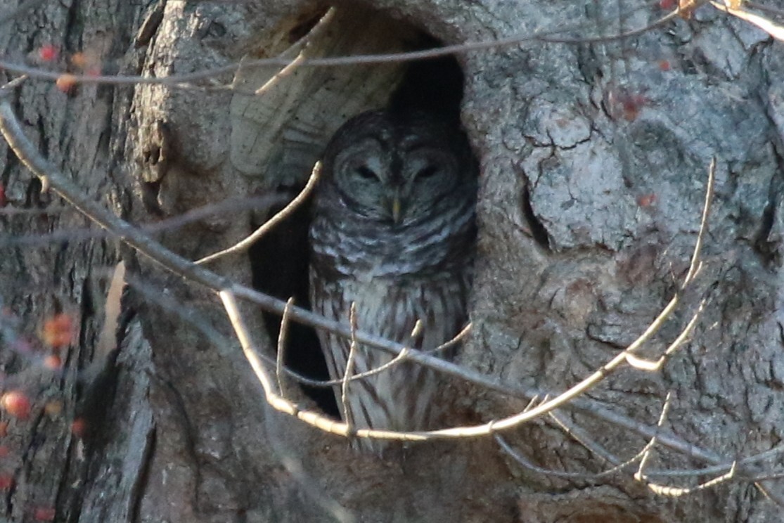 Сова неоарктична - ML646119635