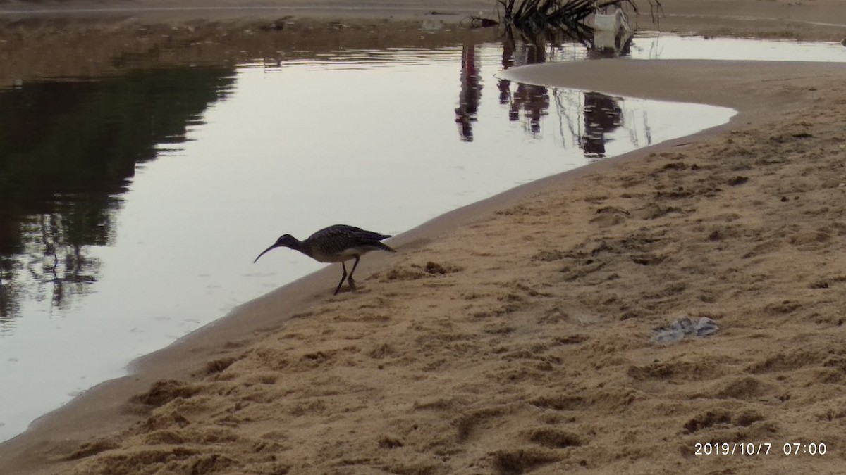 Eurasian Whimbrel - ML646119641