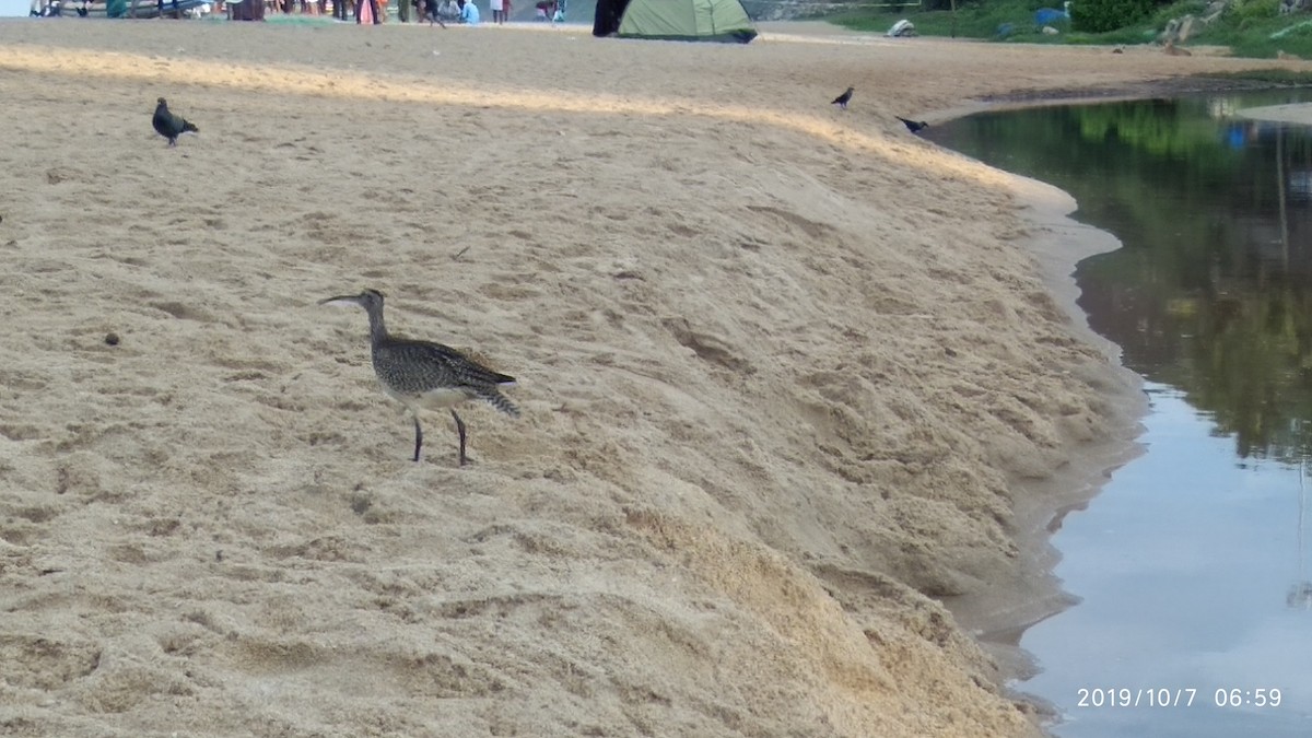 Eurasian Whimbrel - ML646119642