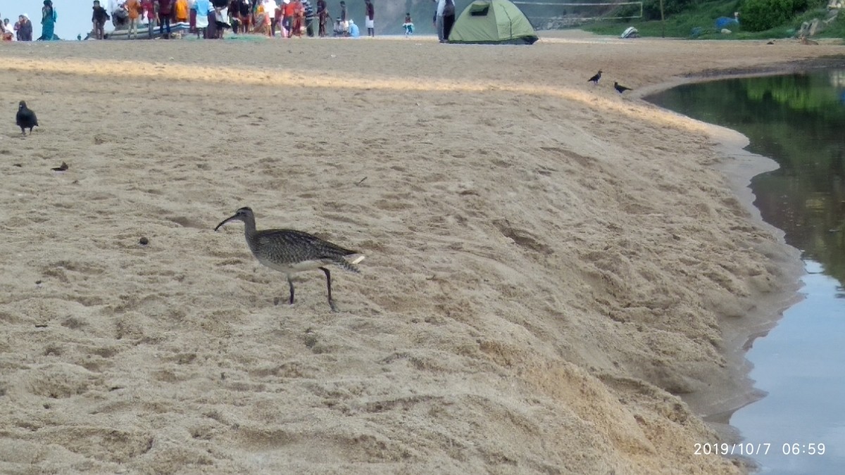 Eurasian Whimbrel - ML646119643