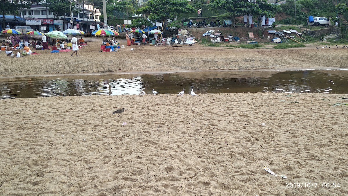 Eurasian Whimbrel - ML646119646