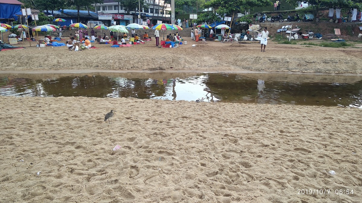 Eurasian Whimbrel - ML646119648
