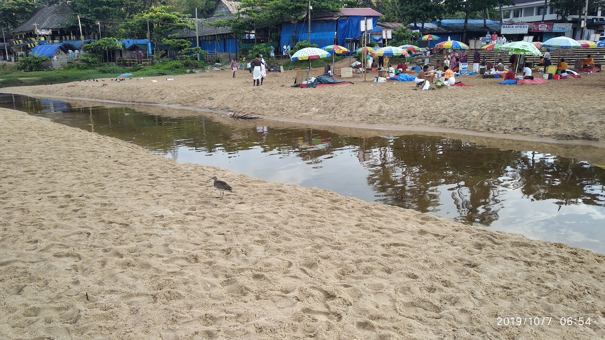 Eurasian Whimbrel - ML646119649