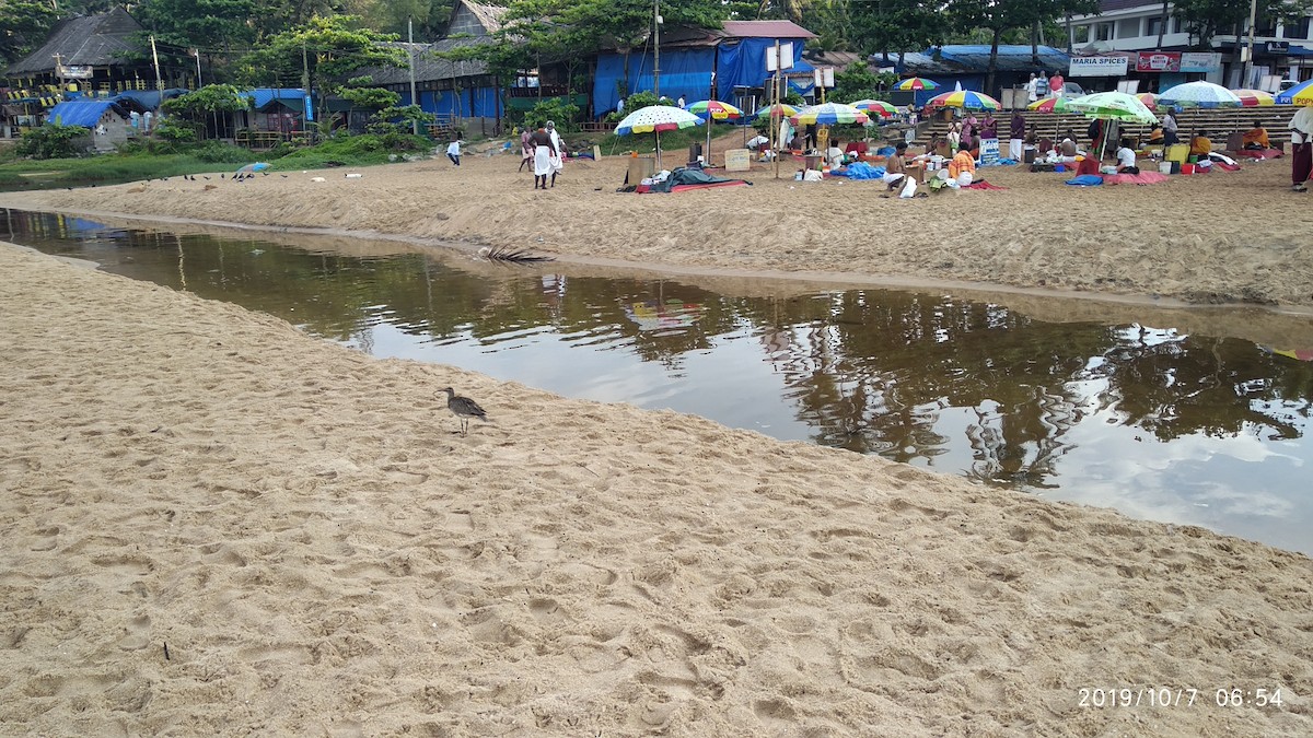 Eurasian Whimbrel - ML646119650