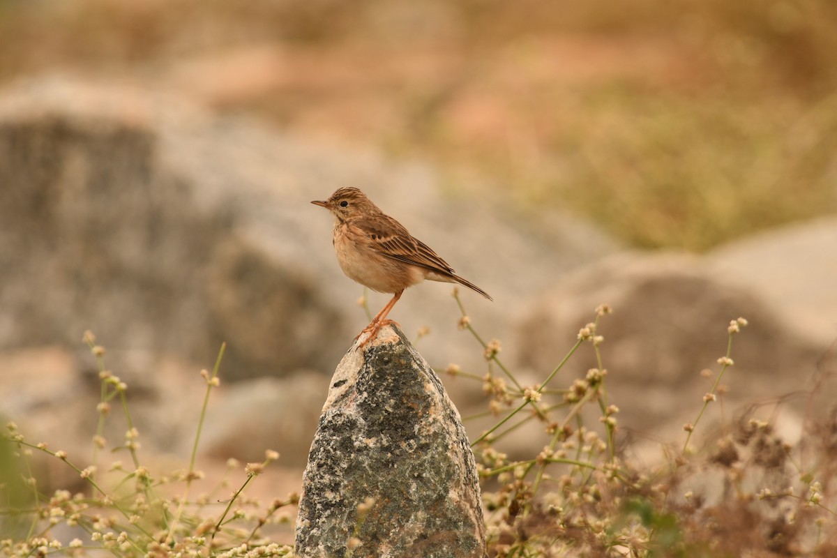 Paddyfield Pipit - ML646119651