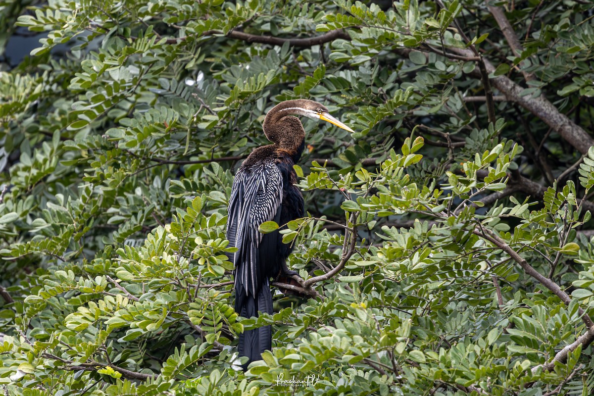 Doğu Yılanboyunu - ML646119652