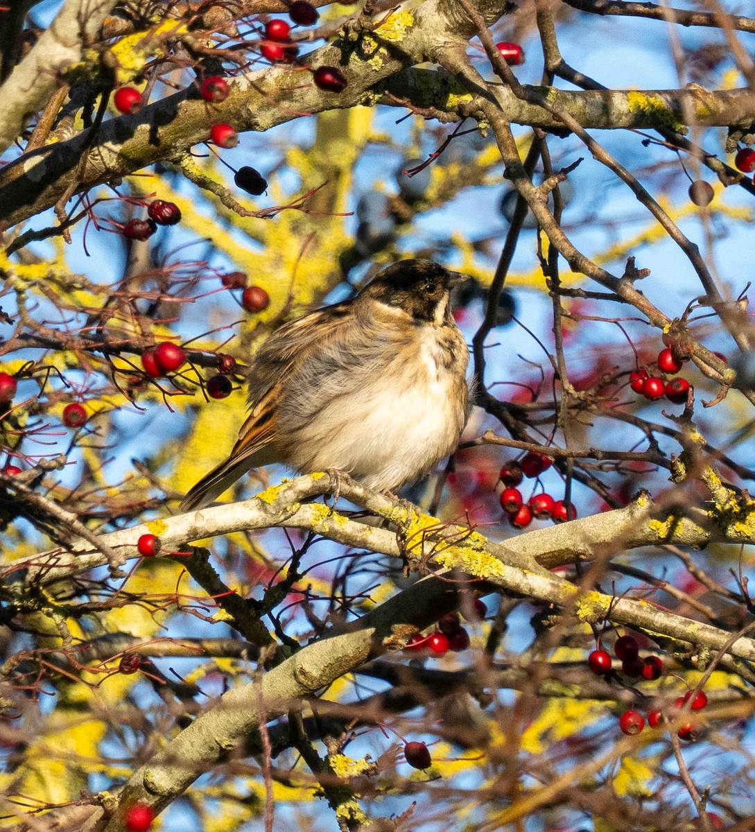 Reed Bunting - ML646119654