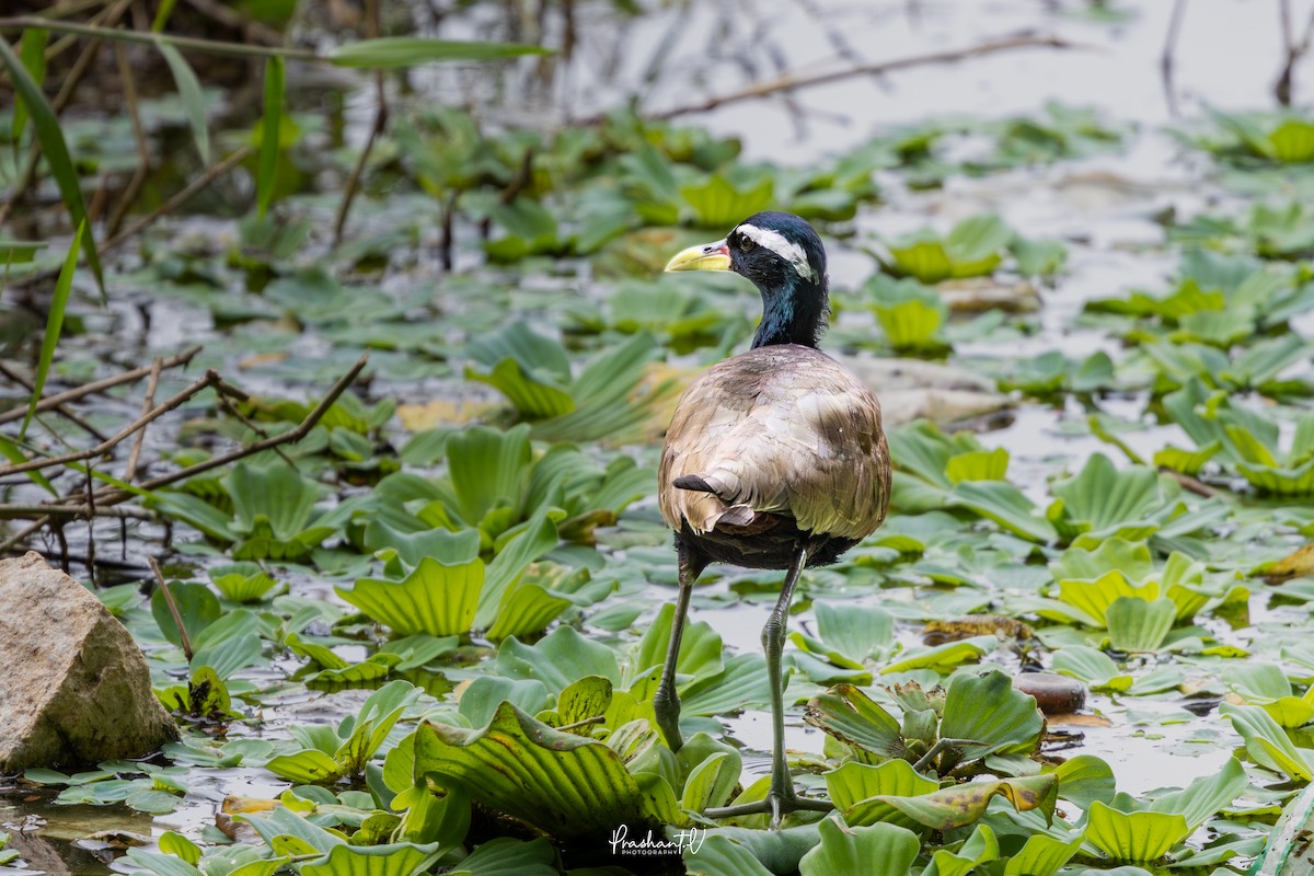 アジアレンカク - ML646119655