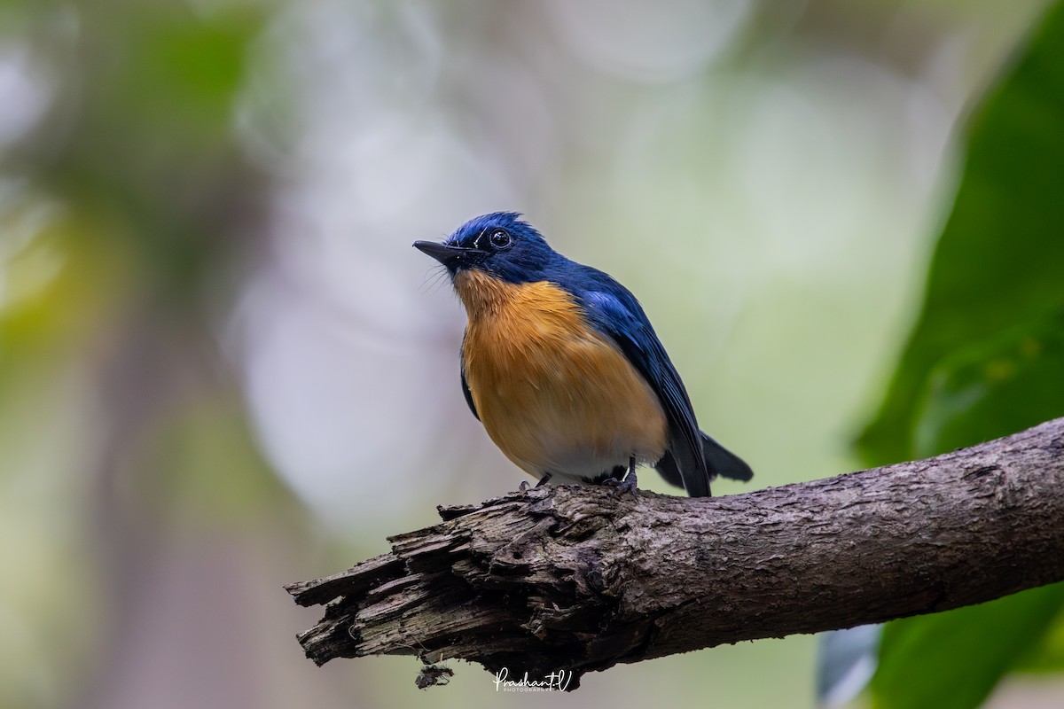 ノドアカヒメアオヒタキ - ML646119657