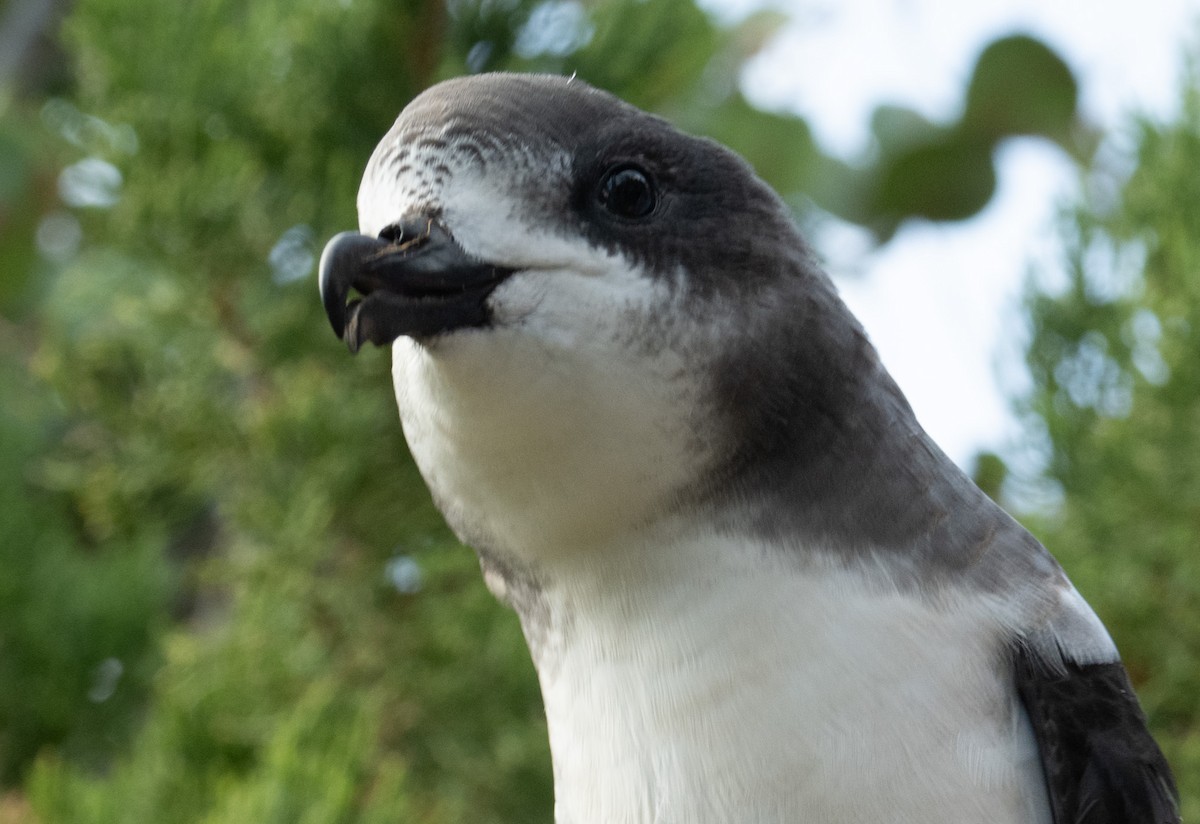Bermuda Petrel - ML646119660