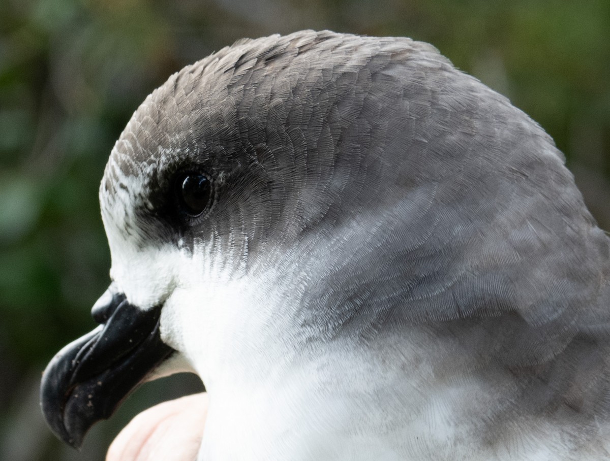 Bermuda Petrel - ML646119662