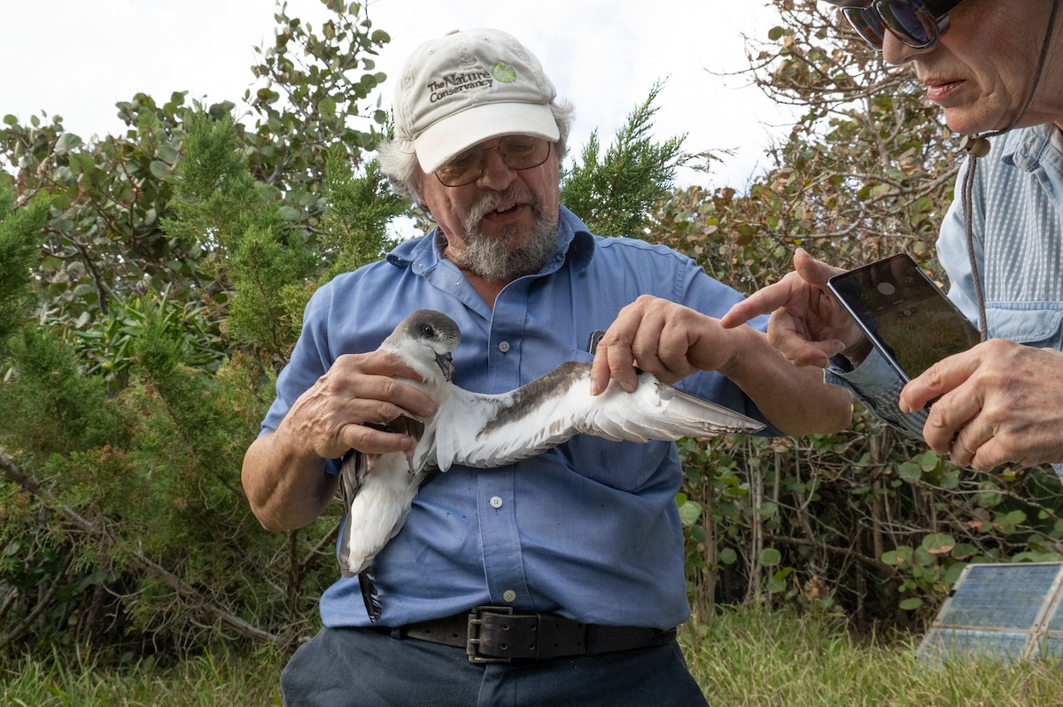 Bermuda Petrel - ML646119663