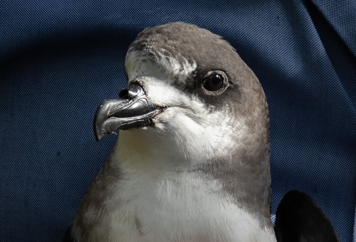 Bermuda Petrel - ML646119664