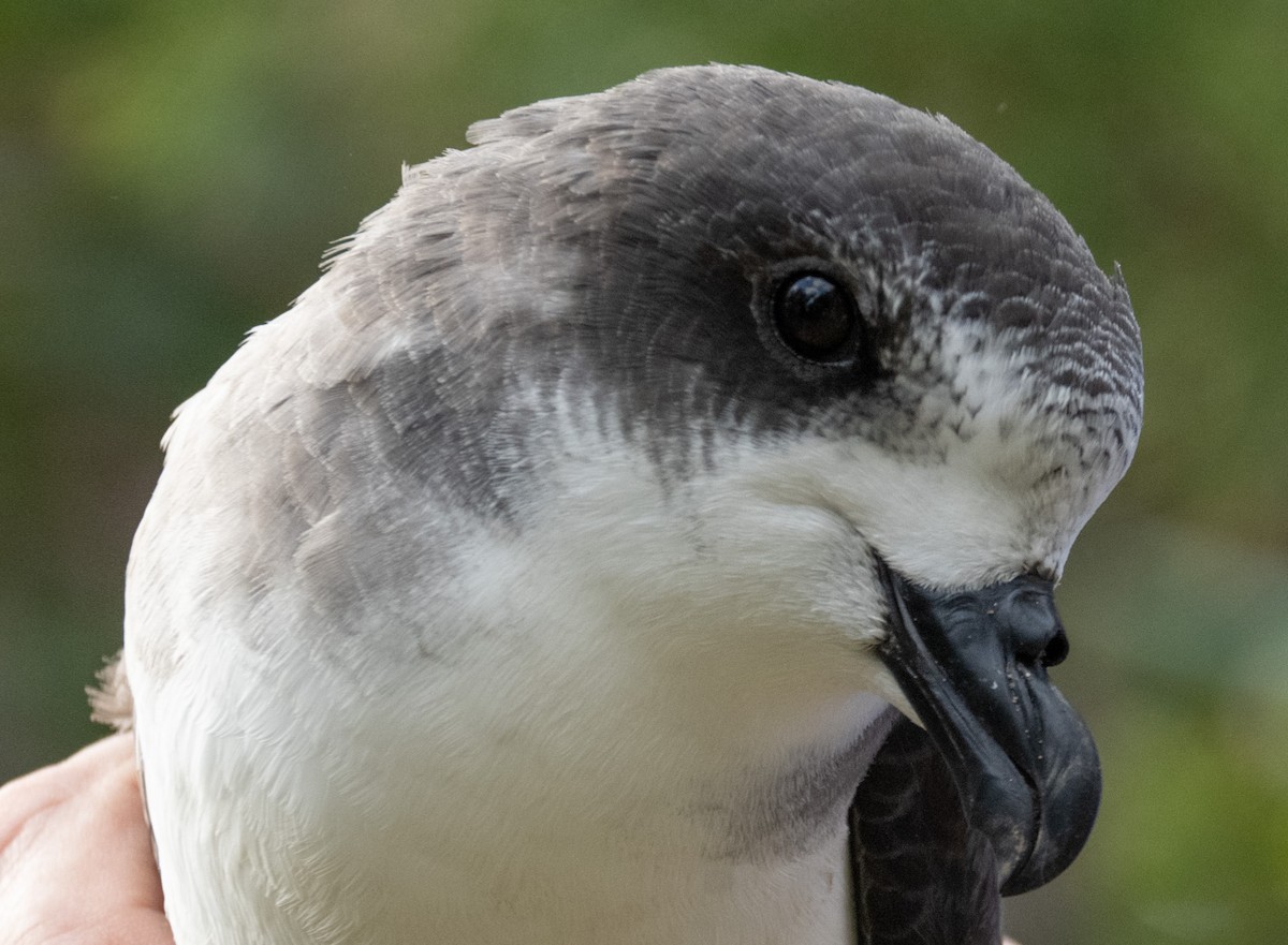 Bermuda Petrel - ML646119665