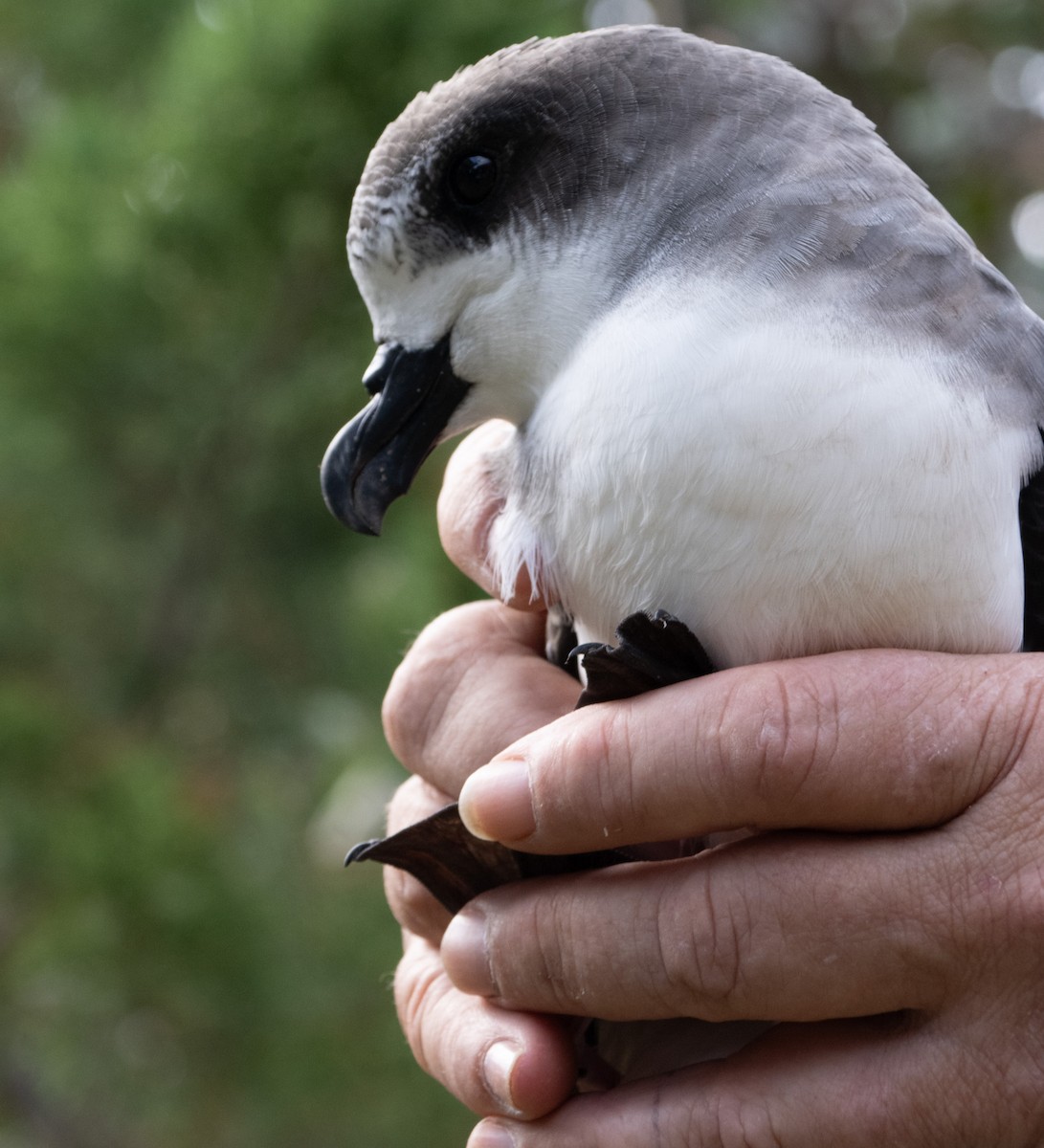 Bermuda Petrel - ML646119666