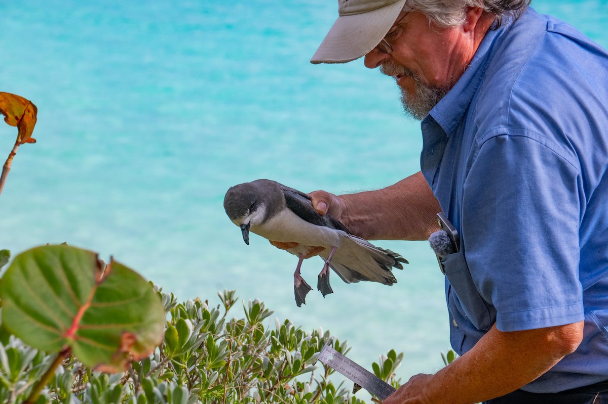 Bermuda Petrel - ML646119667