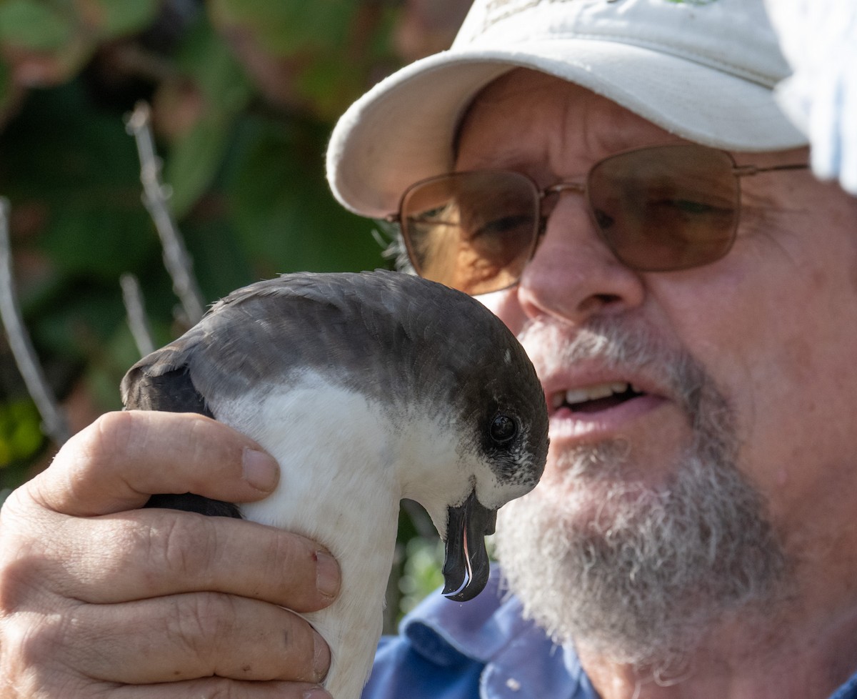 Bermuda Petrel - ML646119668