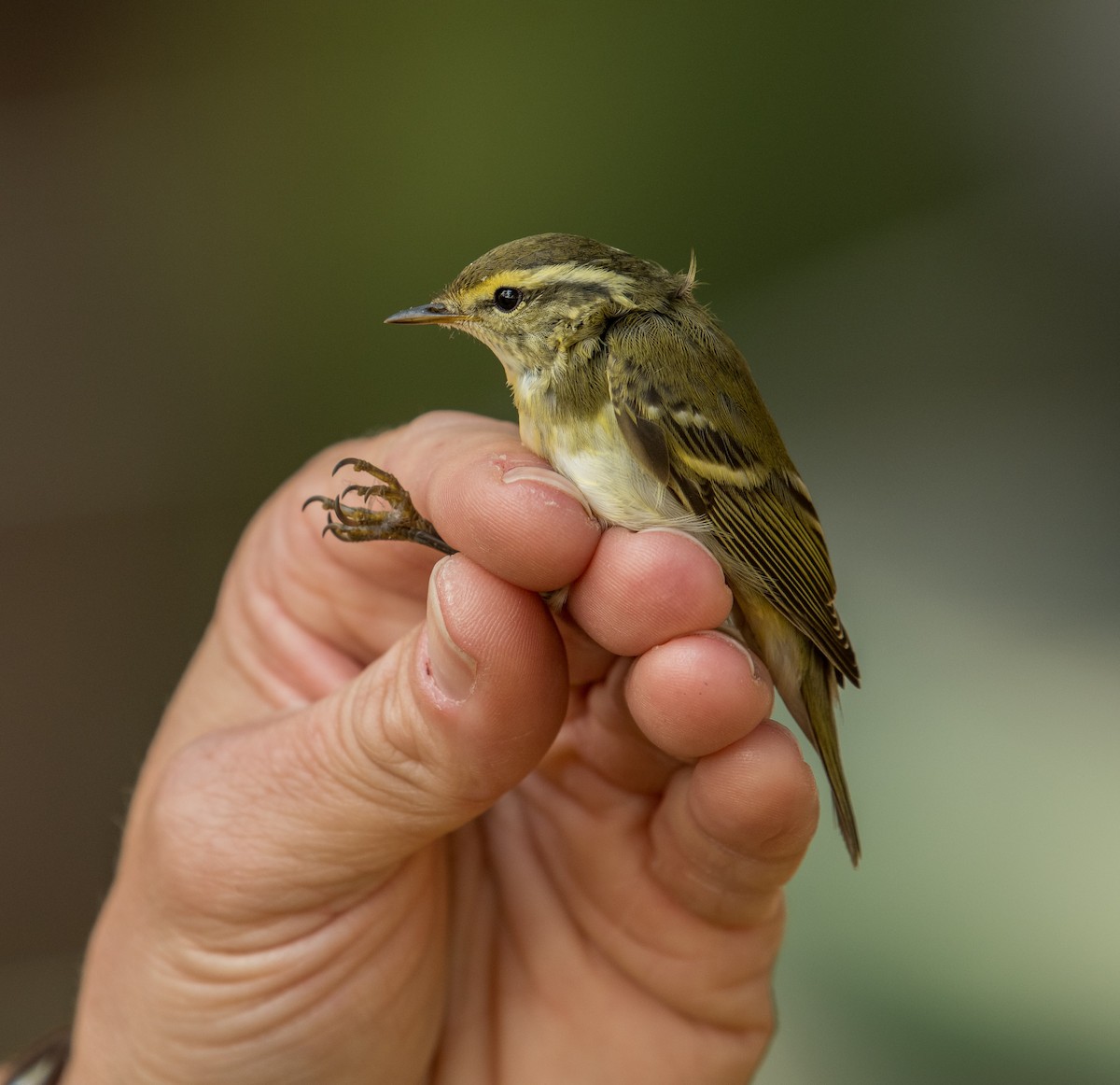 Yellow-browed Warbler - ML646119669