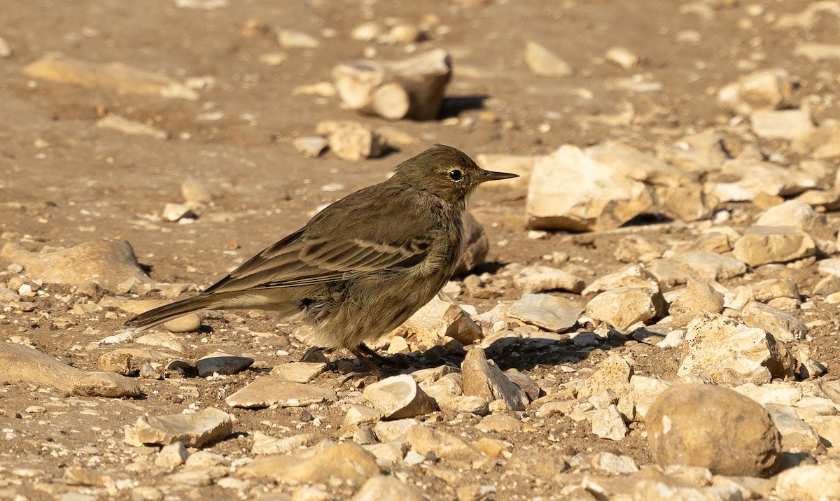 Bisbita Costero - ML646119671