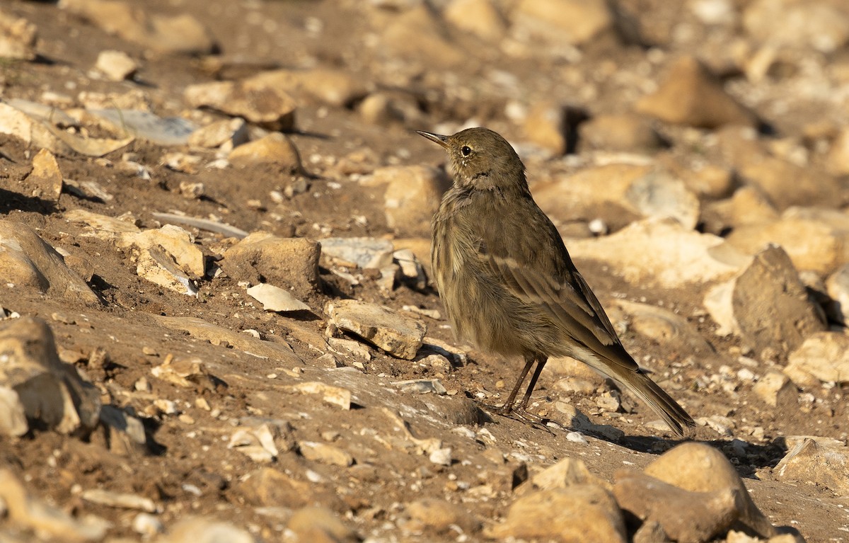 Bisbita Costero - ML646119672