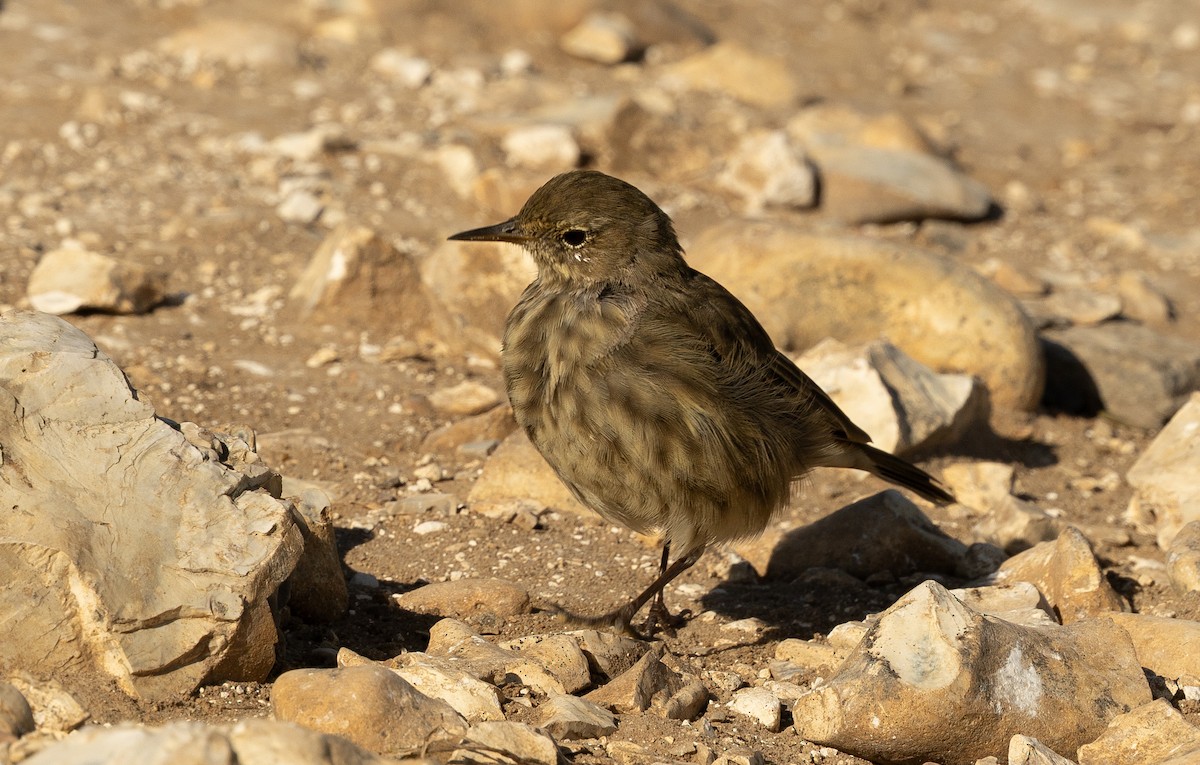 Bisbita Costero - ML646119673