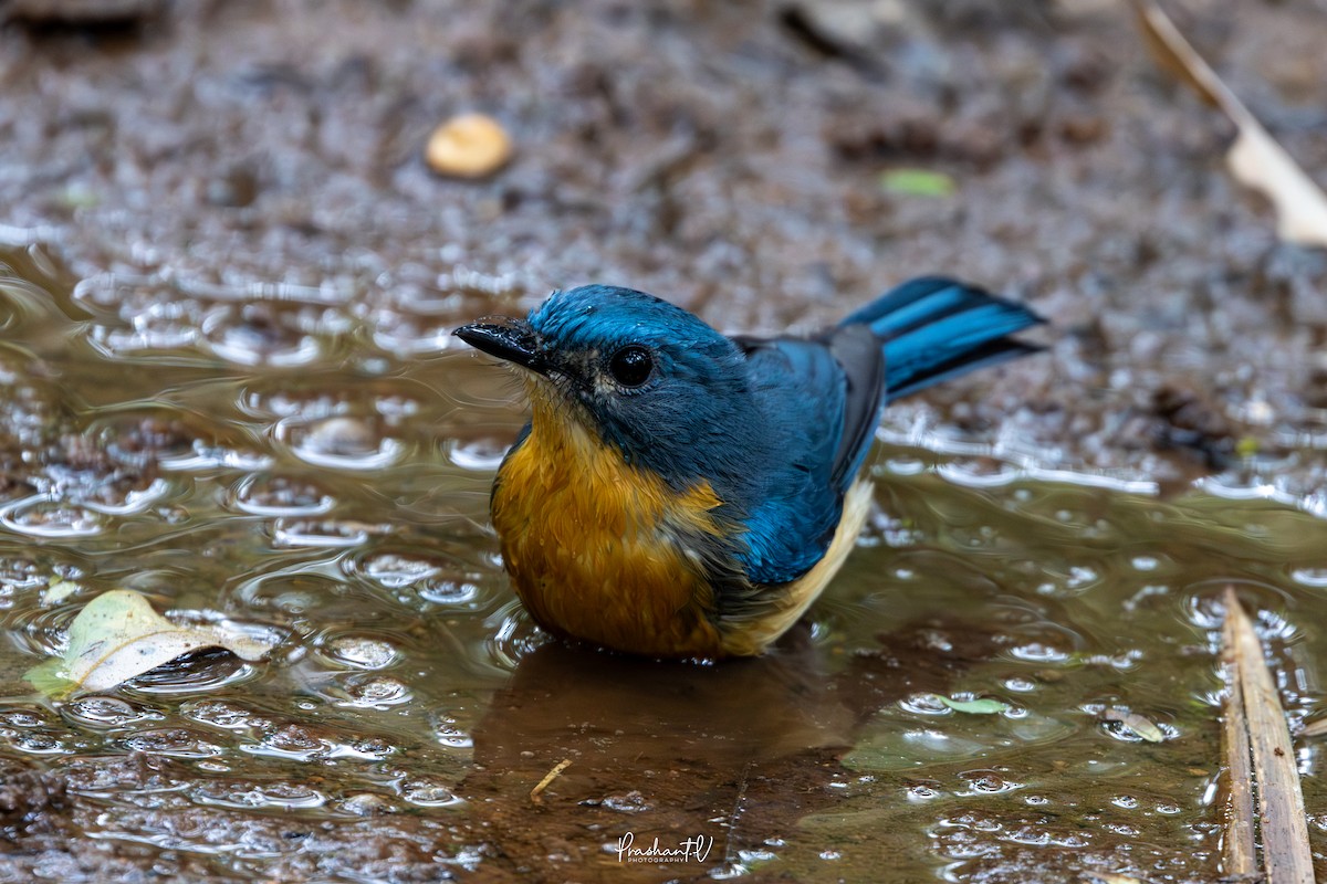 ノドアカヒメアオヒタキ - ML646119674