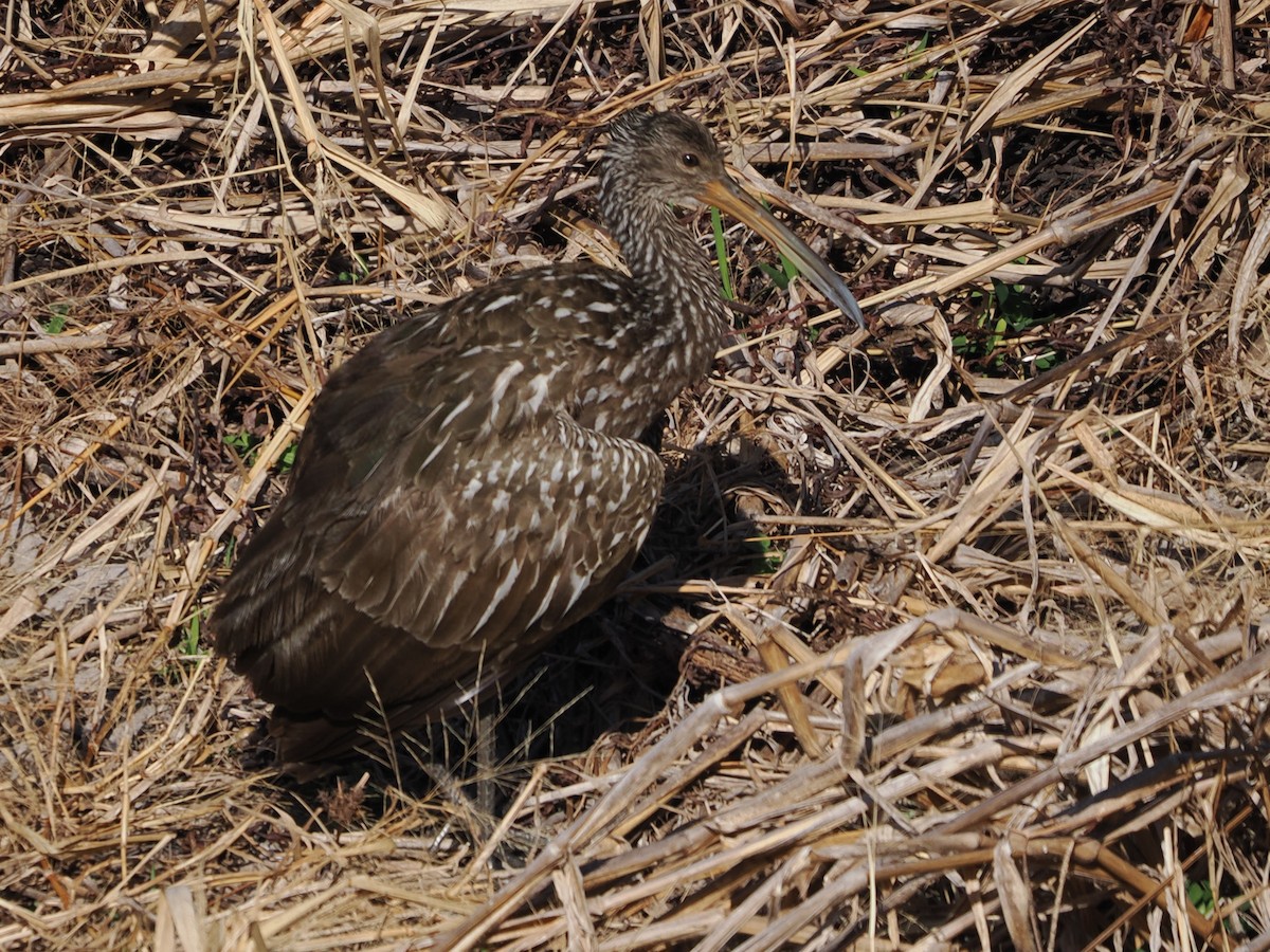 Limpkin - ML646119675