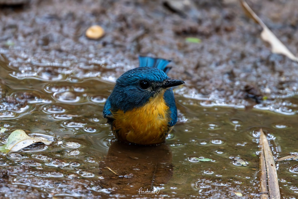 ノドアカヒメアオヒタキ - ML646119676