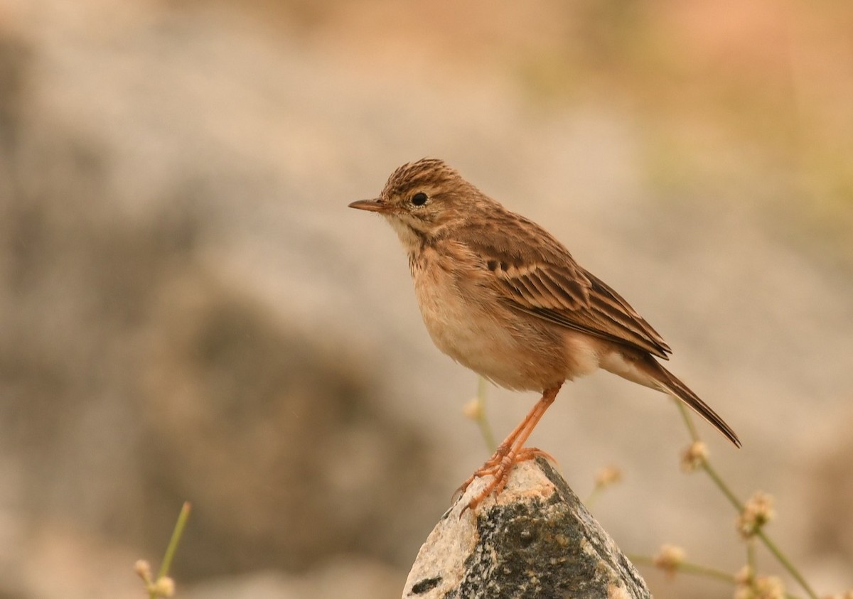 Paddyfield Pipit - ML646119678