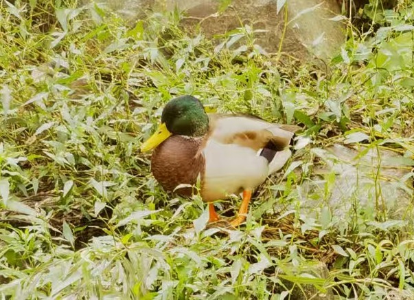 Mallard - ML646119681