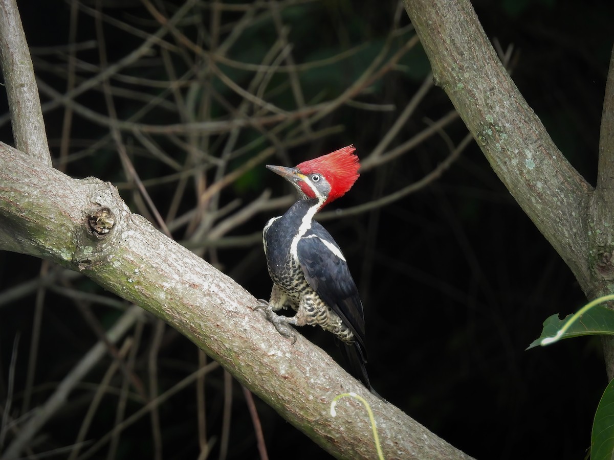 Lineated Woodpecker - ML646119682