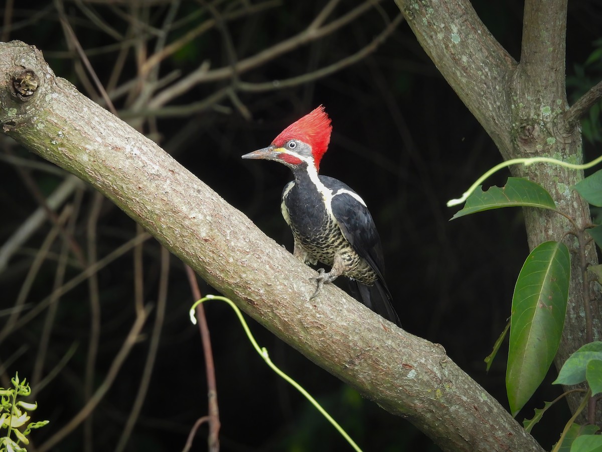 Lineated Woodpecker - ML646119683