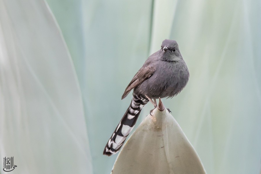 pěvec černý - ML646119684