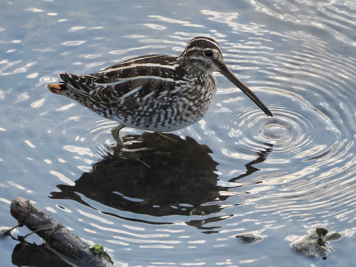Wilson's Snipe - ML646119686