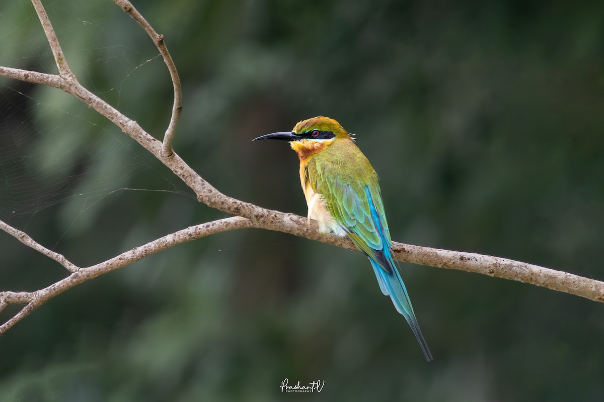 ハリオハチクイ - ML646119687