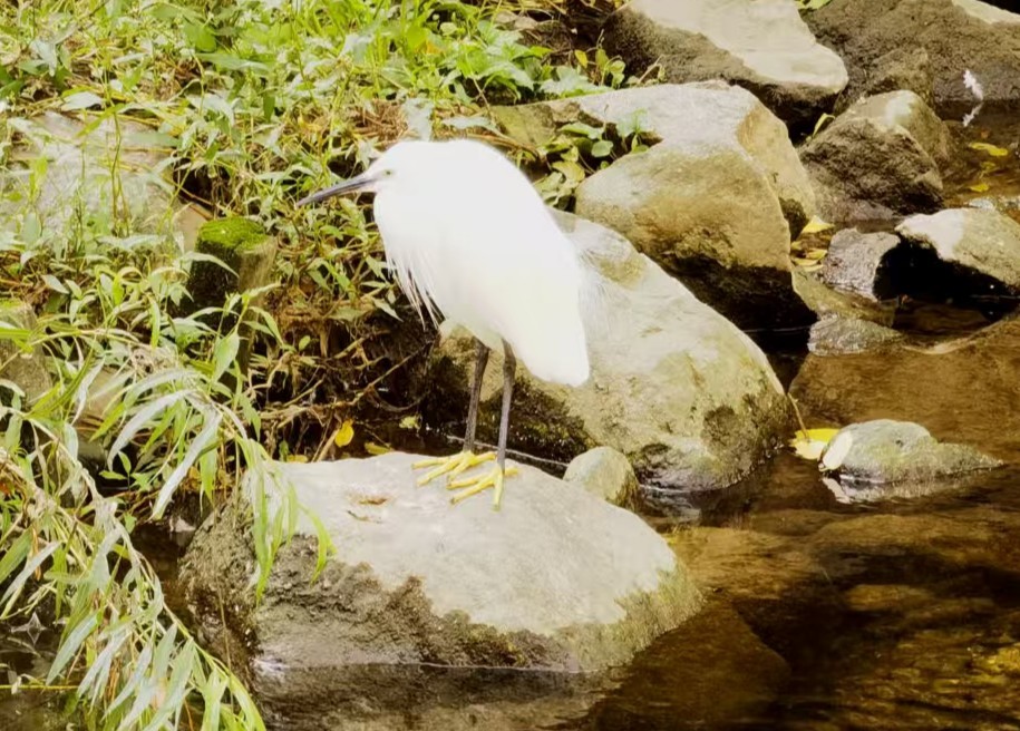 Little Egret - ML646119688