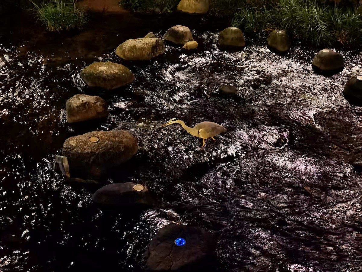 Gray Heron - ML646119689