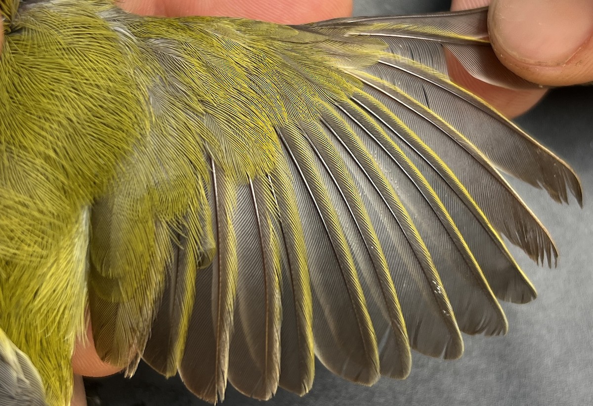 Rota White-eye - ML646119696