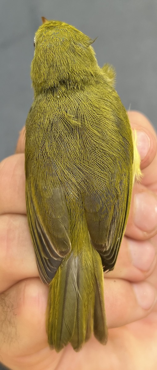 Rota White-eye - ML646119697