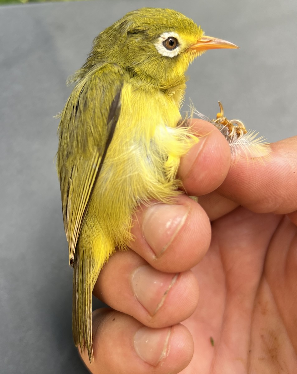 Rota White-eye - ML646119698