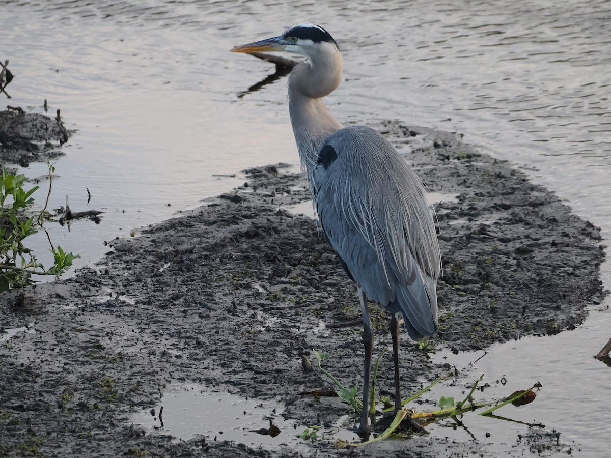 Great Blue Heron - ML646119699