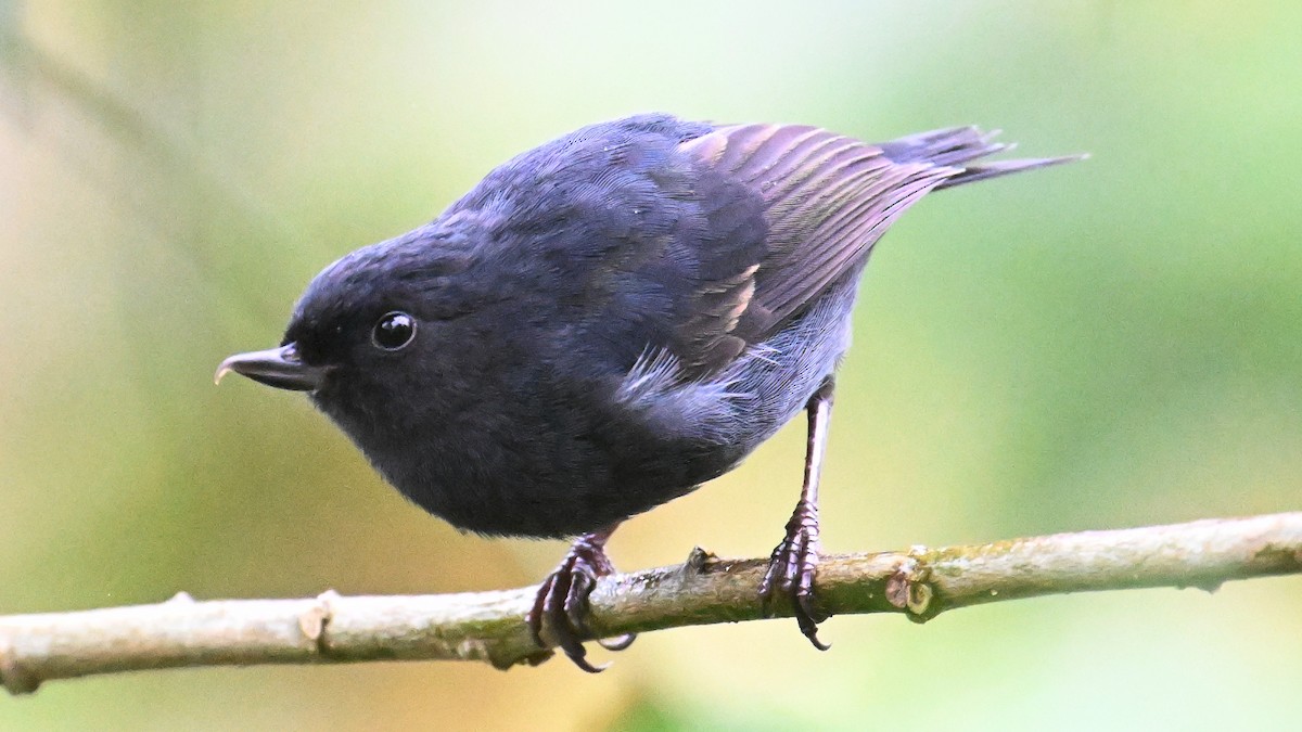 White-sided Flowerpiercer - ML646119702