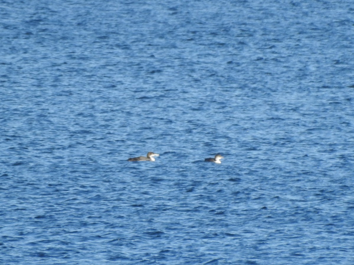 Common Loon - ML646119703