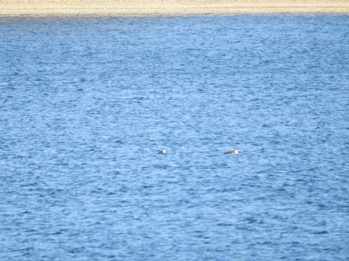 Common Loon - ML646119704