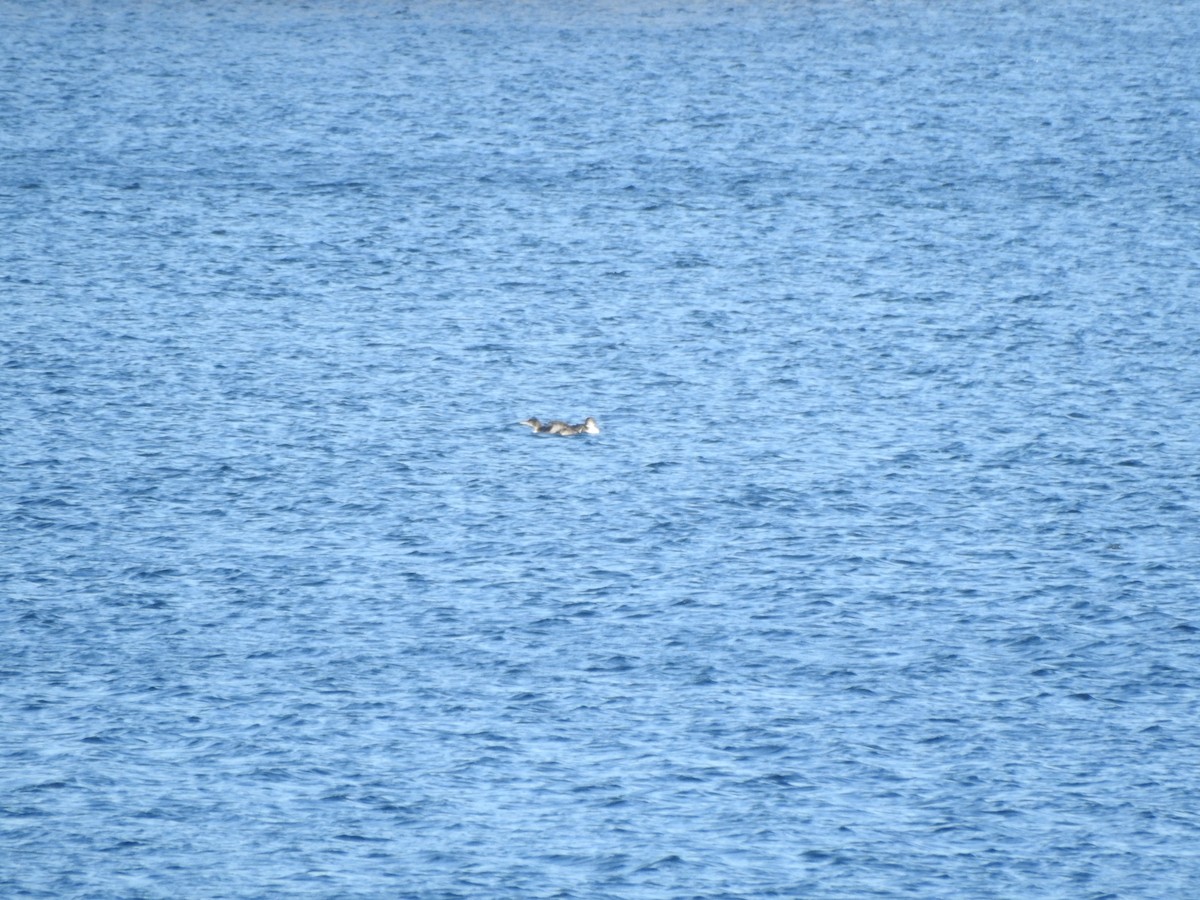 Common Loon - ML646119705