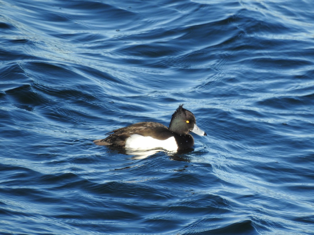 Tufted Duck - ML646119708